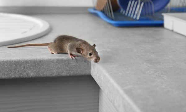 Mice Control Hamilton