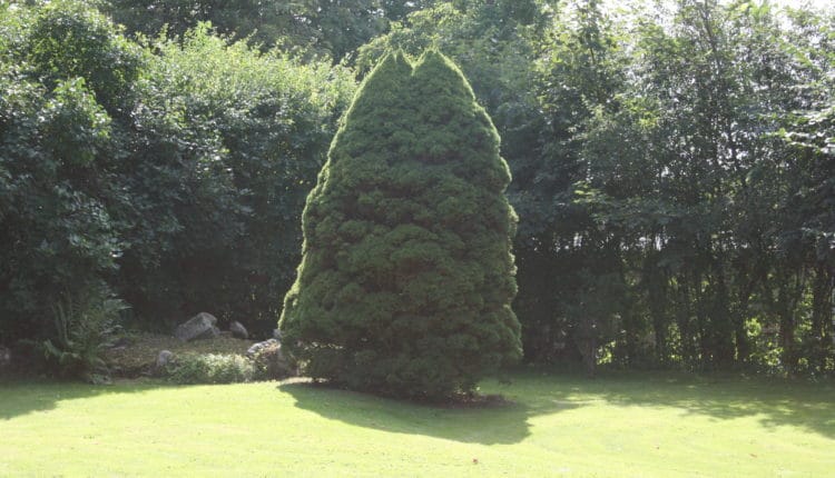 3 gratis gartner tilbud til haven