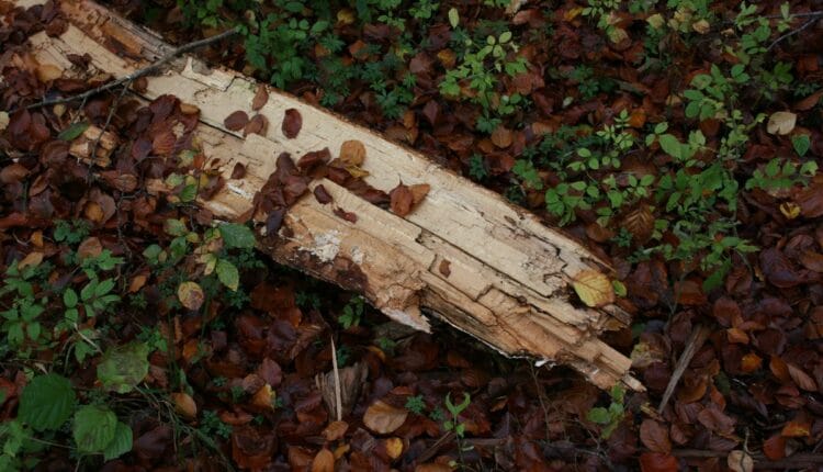 Træfældning Midtjylland få 3 tilbud