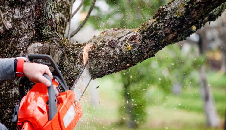 Tree Trimming Service New York