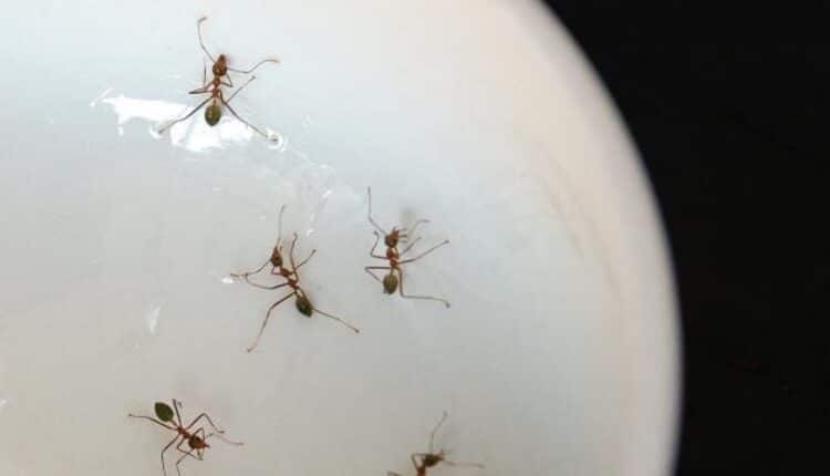 Safe & Reliable Ant Removal Services in Hamilton