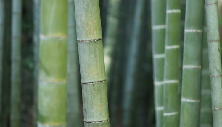 bambus er bedst