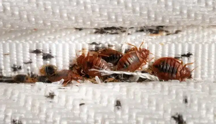 Bed Bug Extermination