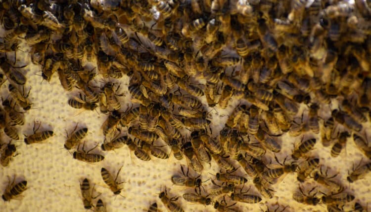 Why Bees Choose Garages and How to Block Their Entry Points
