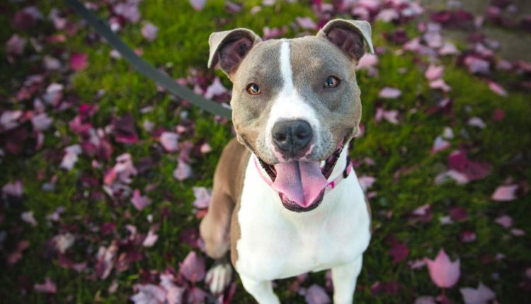 Orm hos hund skal behandles med ormekur.