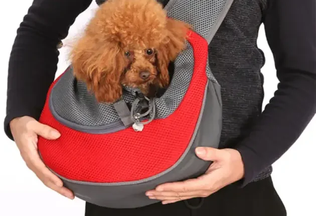 dog in sling