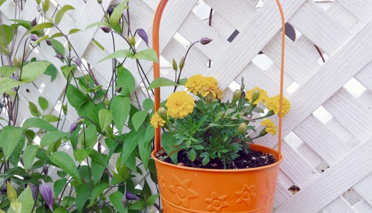 naturlig udsmykning i hus og have