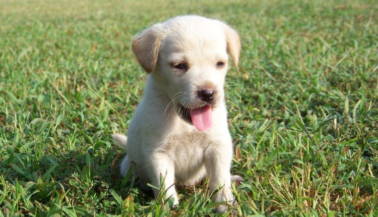 Hundefoder til din elskede hunder