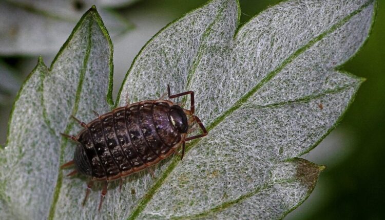 woodlouse control